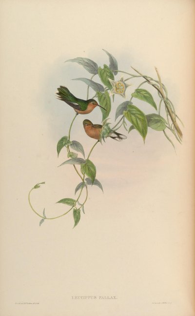 Leucippus fallax by John Gould